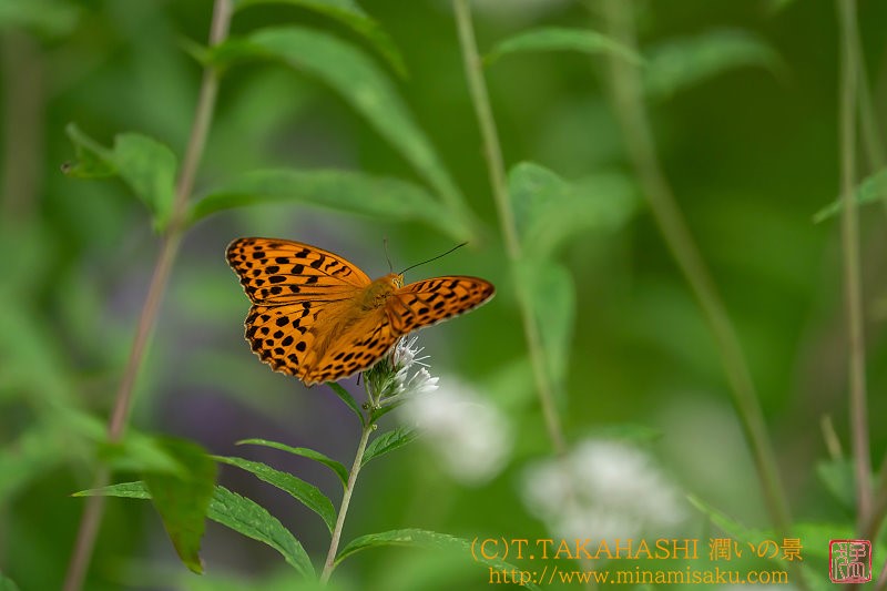 ../Images/7R250809 (319).jpg